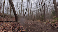 Through the tree