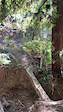 Eucalyptus Loop Log Crossing
