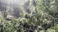 Post 2 - downed trees every 50 feet