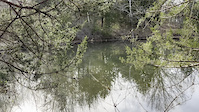 Frog Song
