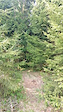 Pine branch corner on Buldožer trail