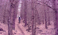 Snakebite Mid Section