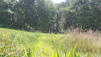 Mellow in the Meadow