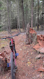 Bearacougar logging