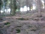 stumpy!
