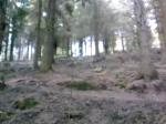 wooo stumpy