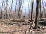 mount royal root kick drop nose wheele lol