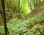 Kazimierz Dolny Dh 09 cz.2