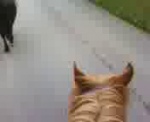 Must Watch Video