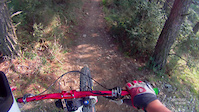 forest gam