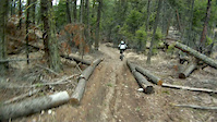 justins line in spring