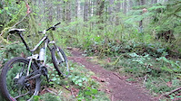 Sword Fern Trail