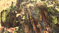 freeride in the magic forest