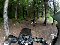 Chipmunk Creek trail 1