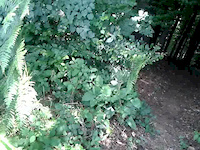 my new trail