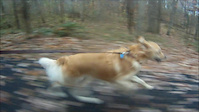 Go Dog Go
