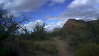 fall into a bush on the azt