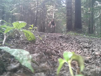 Downhill Bardziej Bokiem