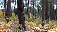 Trail headed