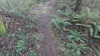Zig zag through the woods