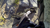 Dogtail lap with Ruko