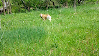 go dog go