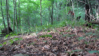 trail sounds