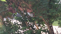 Squirrels in Cheyenne #2