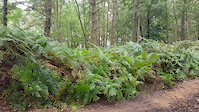 Surrey Hills Jumping