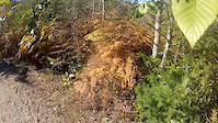 Cumberland, October 3