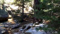 Rare Kangaroo Sighting in Flagstaff, AZ!
