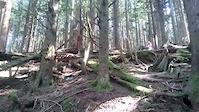Steep wood roll