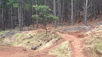 Majura Pines