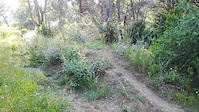 into the woods