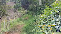 El silencio riden