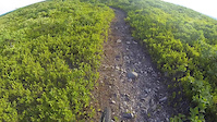 Blueberry Trail Downhill (Reverse)