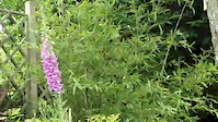 Gas to Garden - Trailer