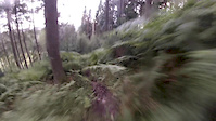 bracken forrest