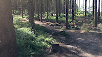 Grenoside Woods
