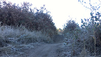 Local Trial Short