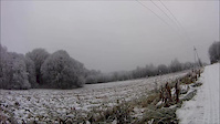 Dzikus