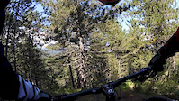 SP1 Bears' Pines