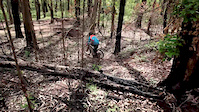Downhill Roots Bike & DaMatta Design em...