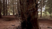 olinda pines