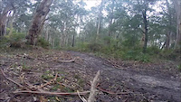 new dh trail at forrest