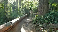 Nicole's trail log