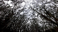 Pacifica Boyscout Trail
