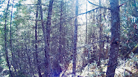 Whistler Don't look Back; Into the Mystic