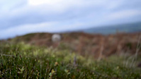 sheep hill