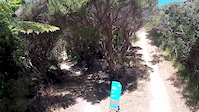 Nikau Valley